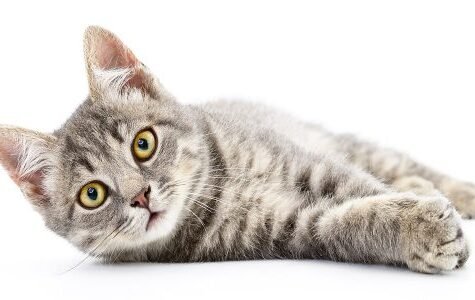 assurance-chat-accident-bengal-tarif-assurer-500x300