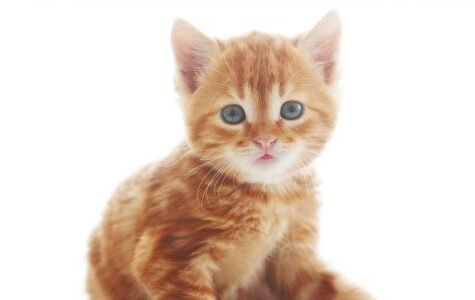 douleur-chez-le-chat-chat-malade-500x300