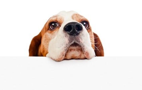 odorat-chien-actualite-500x300