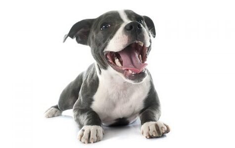 psychologie-du-chien-emotions-500x300